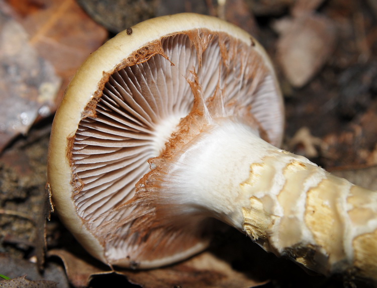 Cortinarius trivialis